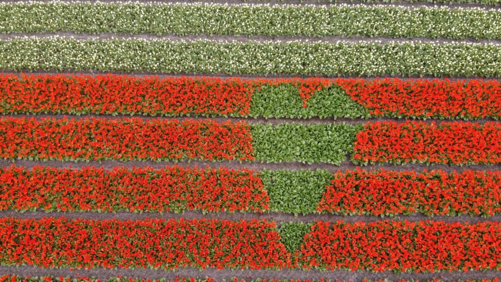 Tulpenveld met een hart van bovenaf