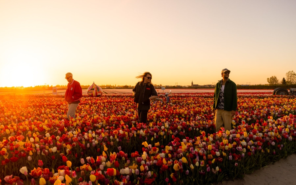 Artiesten tussen de tulpen bij zonsondergang